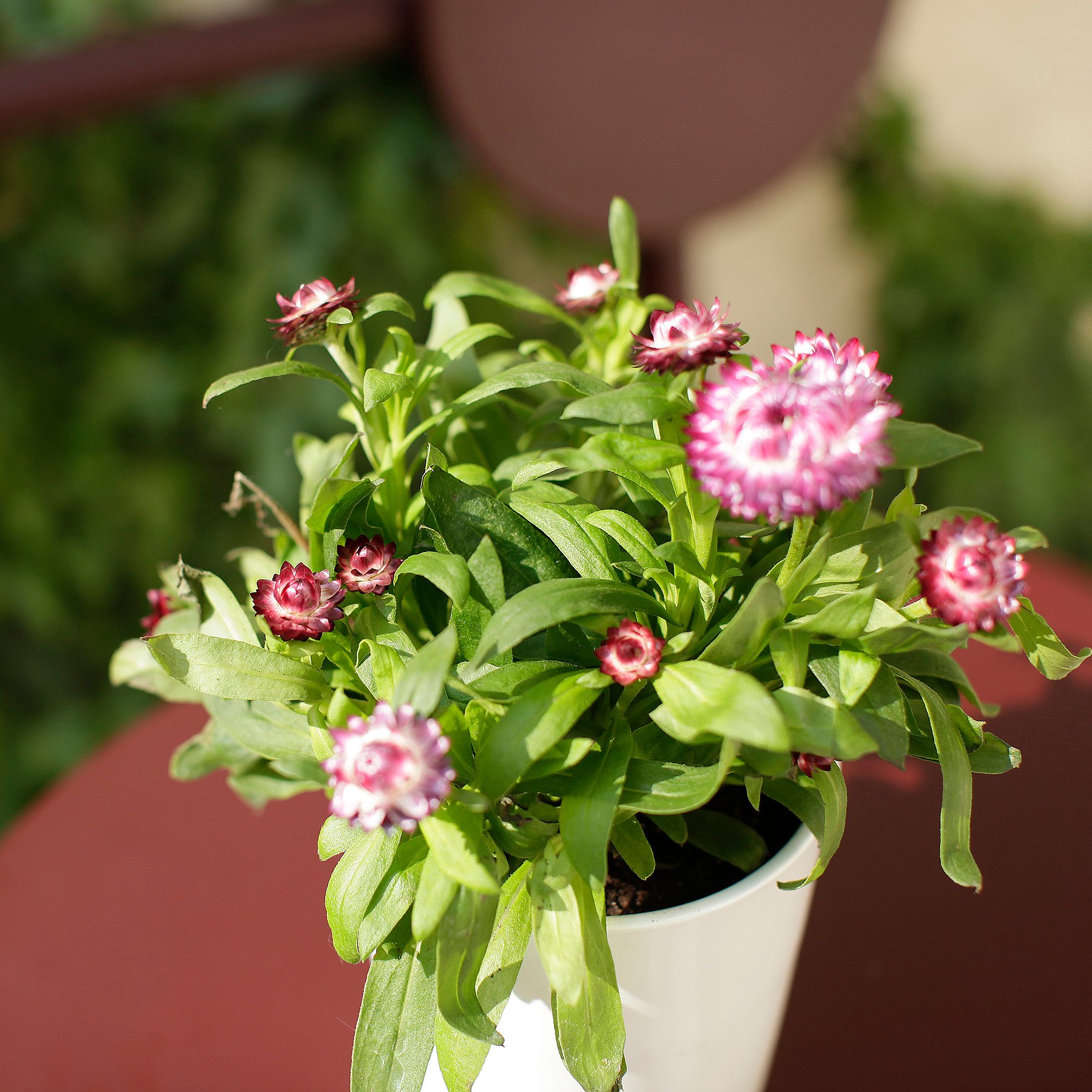    Kleine, geschlossene Stadtterrasse mit Pflanzen und Blumen, die einen üppigen grünen Hintergrund für den roten Bistrotisch bilden.