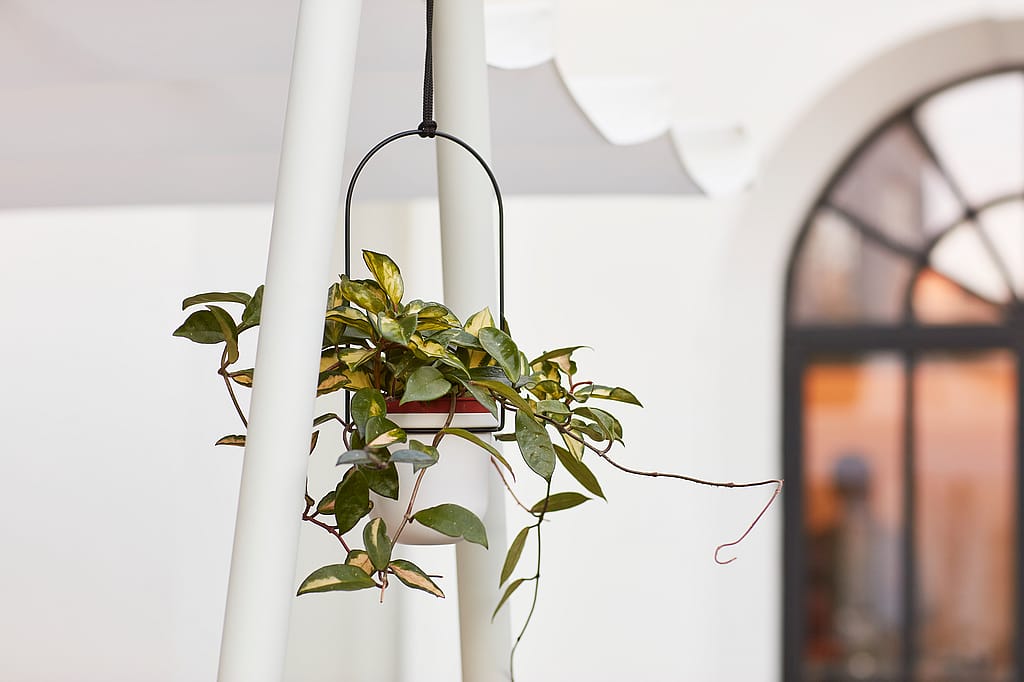 Photo détaillée d’une plante suspendue à la table amai