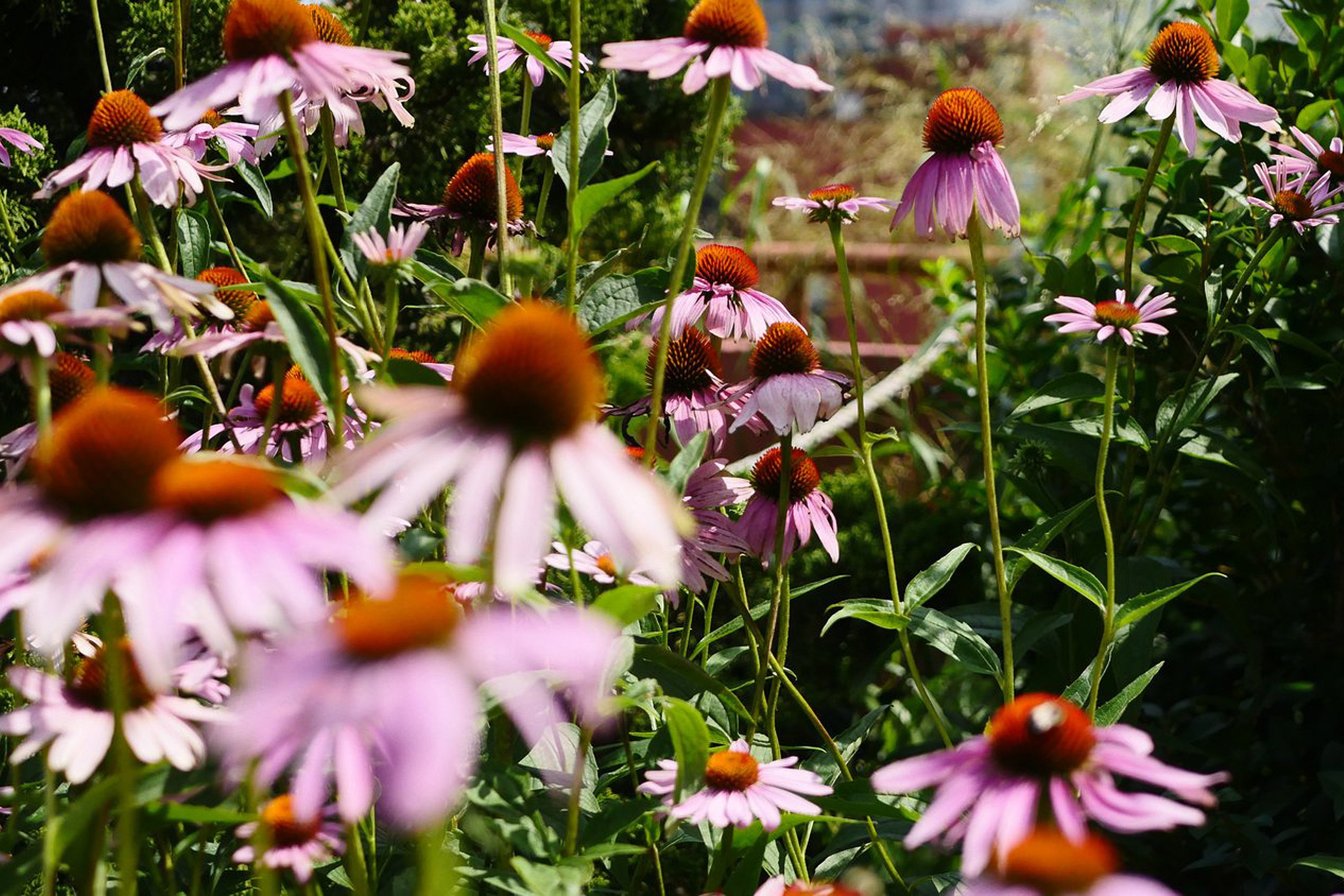 Close-up van roze kegelbloemen die bloeien in een dicht dakbeplantingsbed, met de achtergrond zacht onscherp.