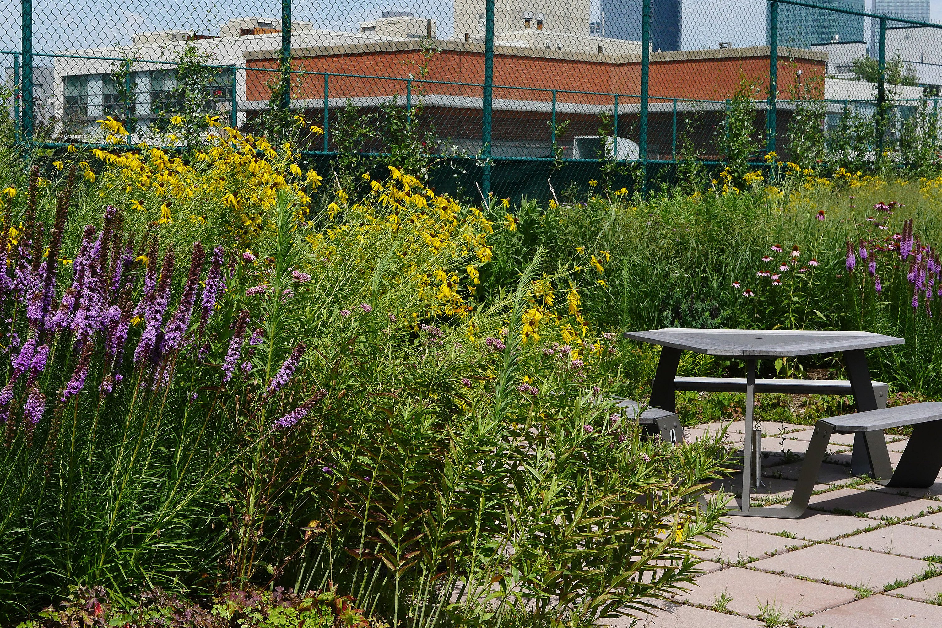Grey outdoor table and bench on a rooftop terrace surrounded by tall green and yellow plantings, with city buildings and fencing in the background.