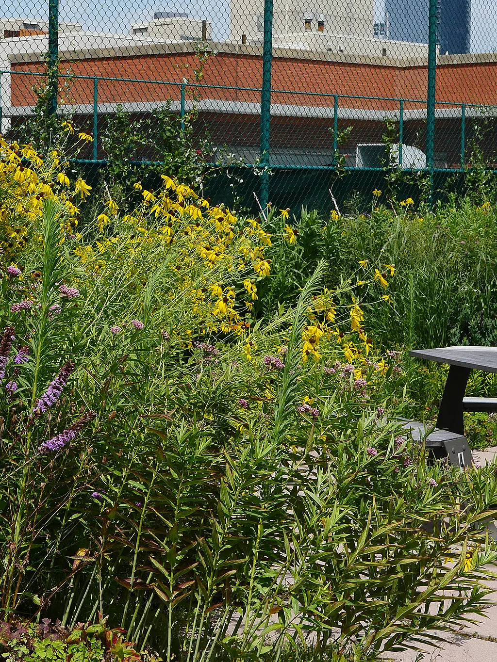 Grey outdoor table and bench on a rooftop terrace surrounded by tall green and yellow plantings, with city buildings and fencing in the background.