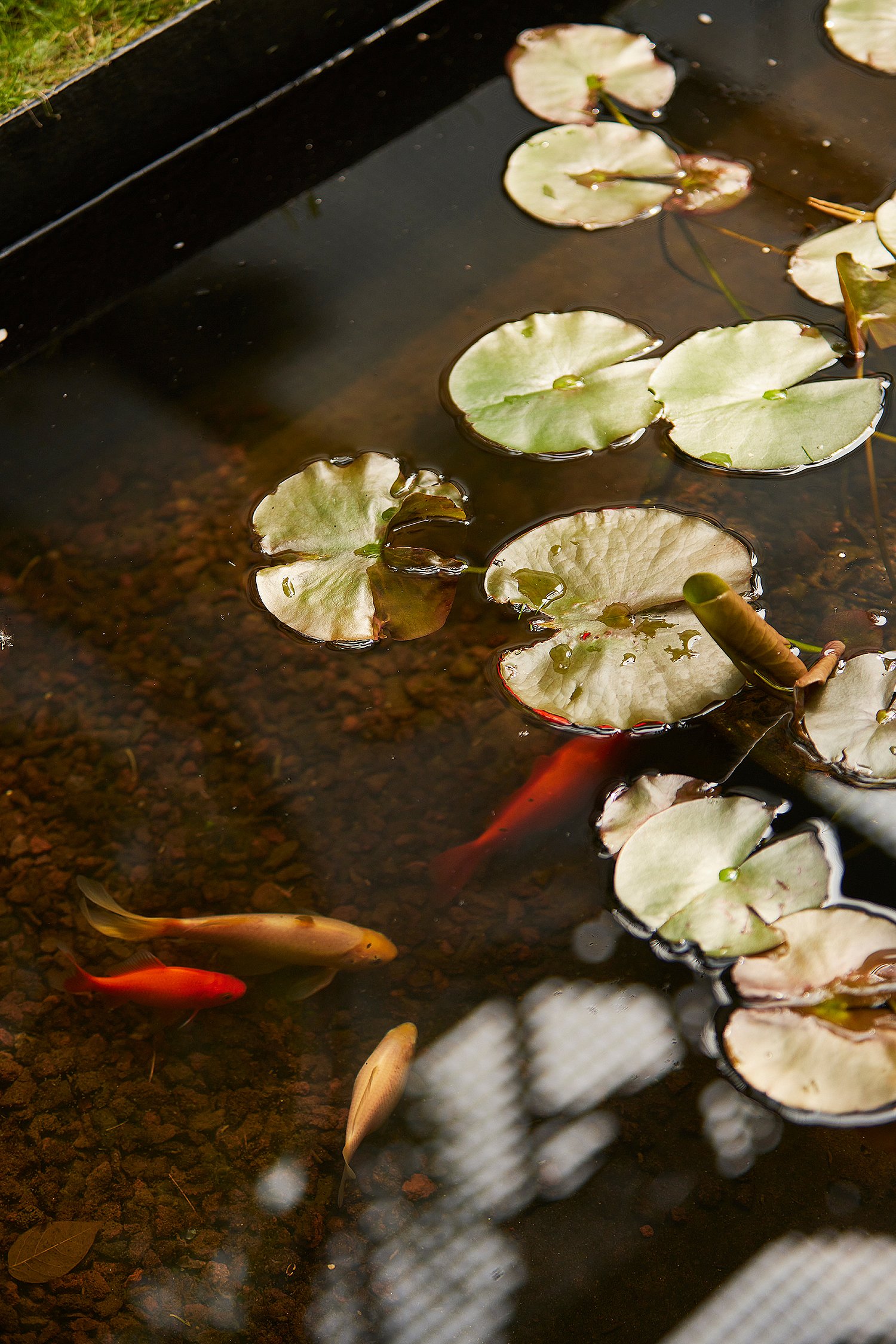 Nahaufnahme von Seerosenblättern und orangefarbenen Fischen in einem flachen Gartenteich unter der stählernen Gehwegkonstruktion.