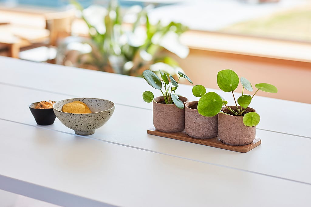 White Hopper indoor tafelblad gestyled met kleine potplanten en snackkommen, met een zonovergoten interieur dat zacht wazig is achter.