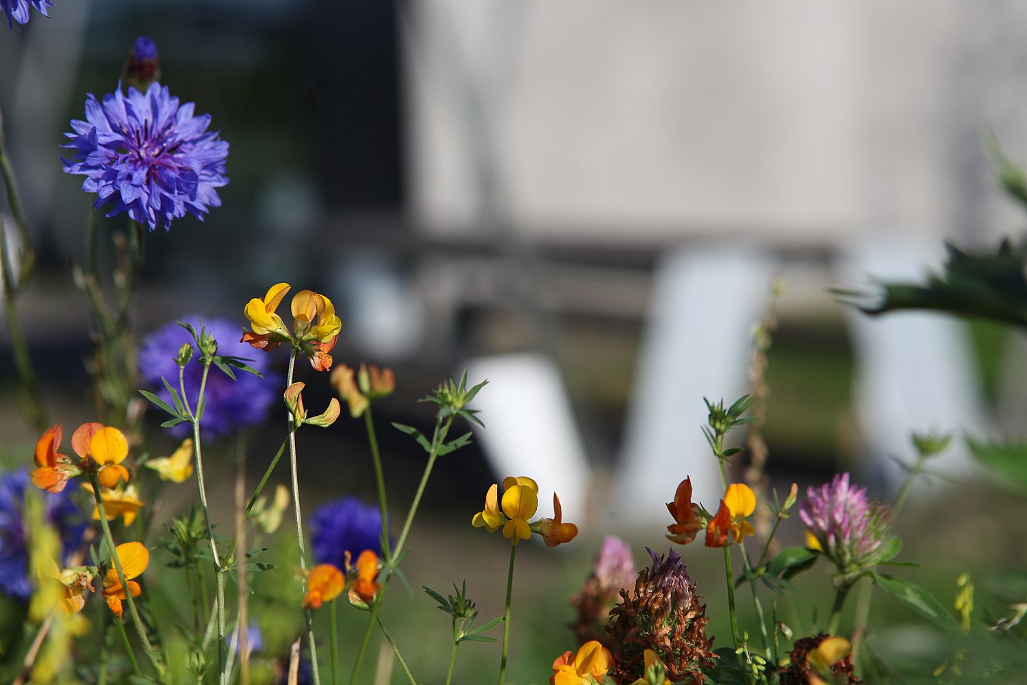   Gros plan sur des fleurs sauvages violettes, jaunes et roses, avec les pieds blancs de tables de pique-nique en arrière-plan, légèrement flous.