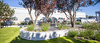 Weite Aussicht auf eine angelegte Terrasse mit geschwungenen weißen Pflanzkanten, Rasen und mehreren gigantischen Picknicktischen unter roten Bäumen, mit Menschen, die sich zum Mittagessen versammelt haben, und geparkten Autos dahinter.