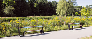Zwei leere Trichterbänke säumen einen gepflasterten Weg neben einem Teich und dichten gelben Wildblumen, mit einer großen Weide und Wäldern im Hintergrund.