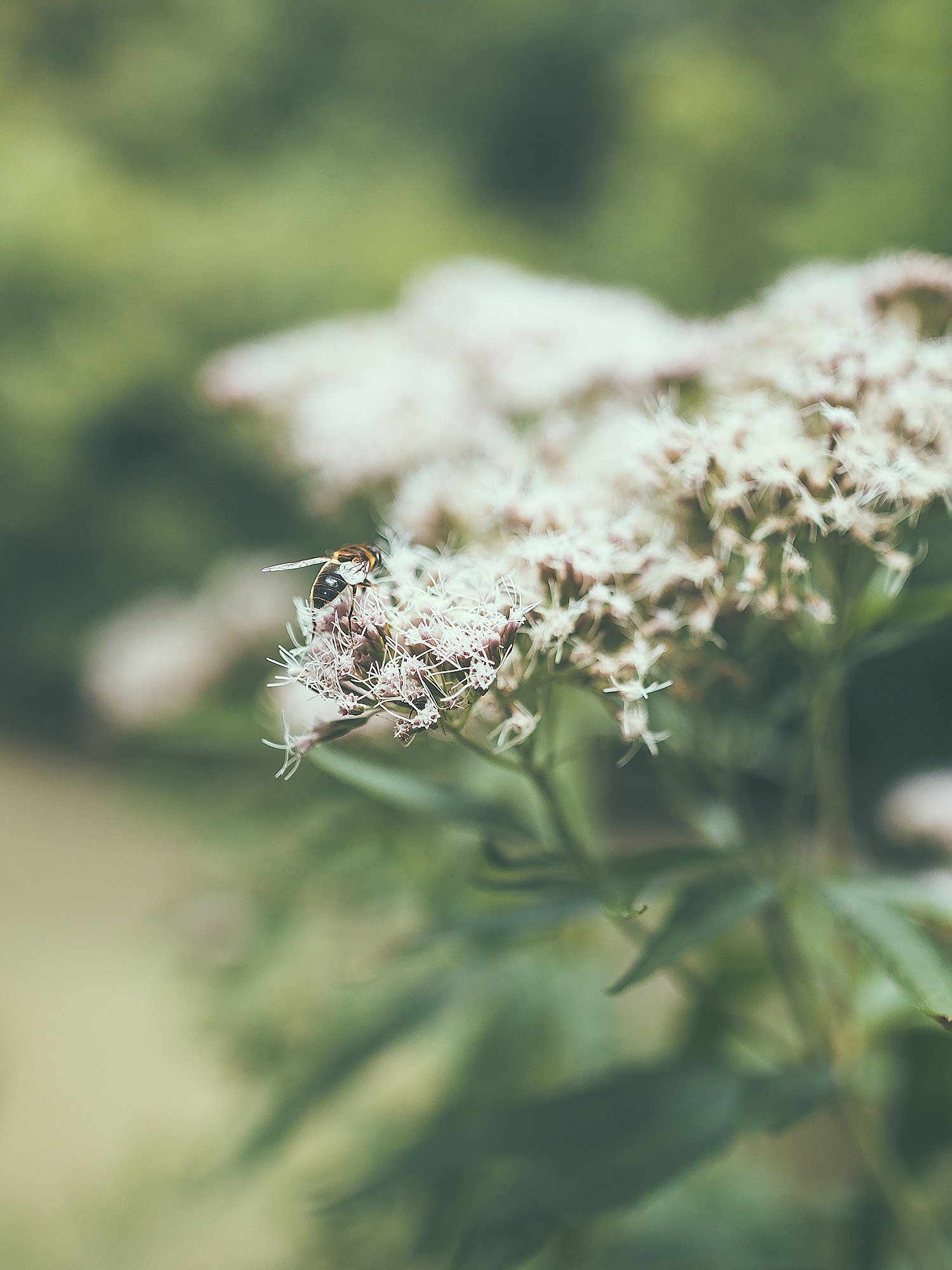 Close-up of a bee resting on pale pink wildflowers against a soft green background.