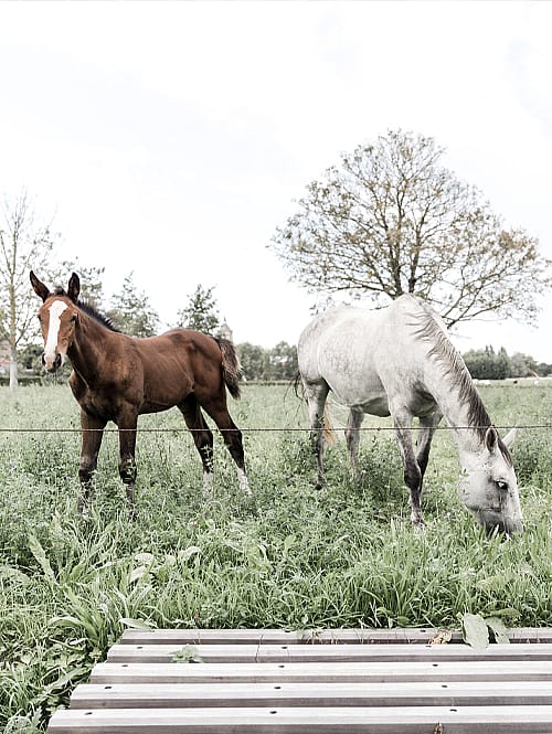 Professional Horses