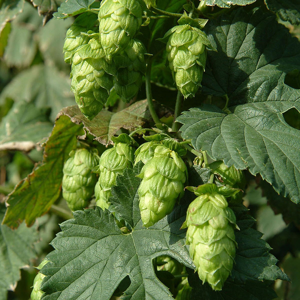Close-up van verse groene hopbellen die tussen brede bladeren hangen in zacht natuurlijk licht.