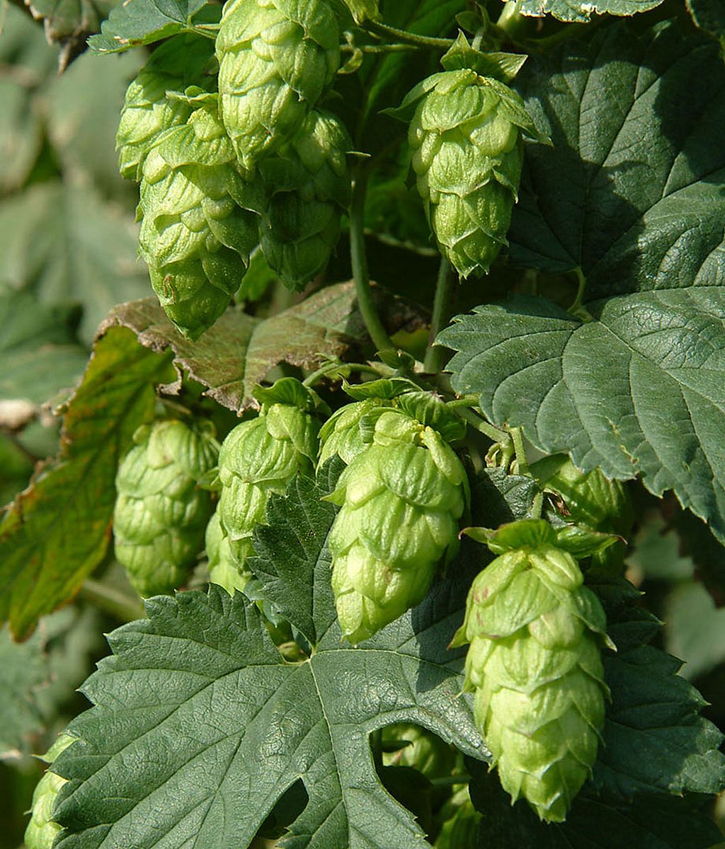 Close-up van verse groene hopbellen die tussen brede bladeren hangen in zacht natuurlijk licht.