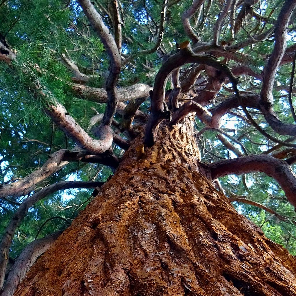 Levant les yeux depuis la base d’un grand tronc d’arbre à l’écorce rugueuse, aux branches tordues et au couvert vert dense.
