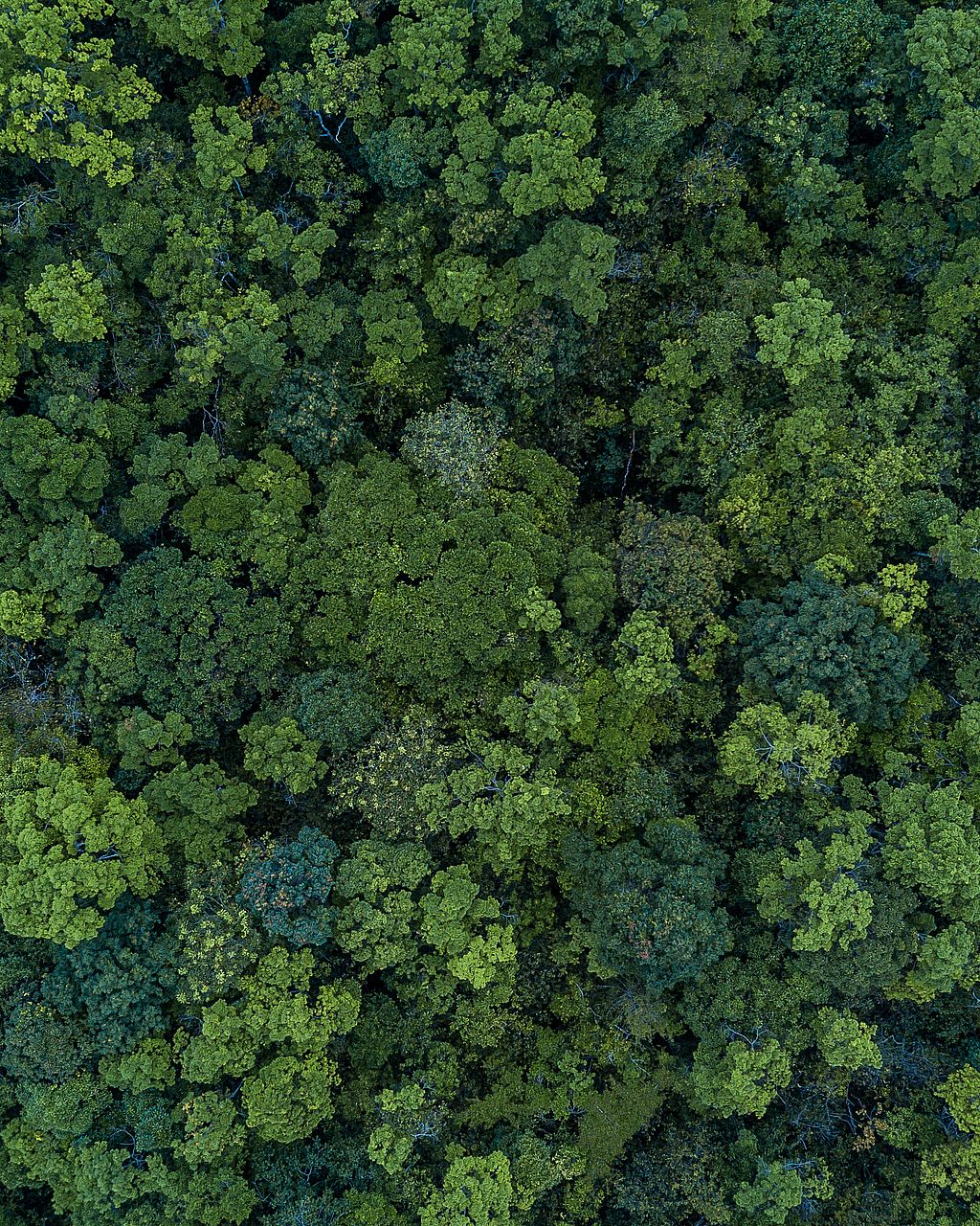 Gros plan sur le bois dans un cadre naturel, introduisant le thème du bois d’origine responsable et géré de manière durable.