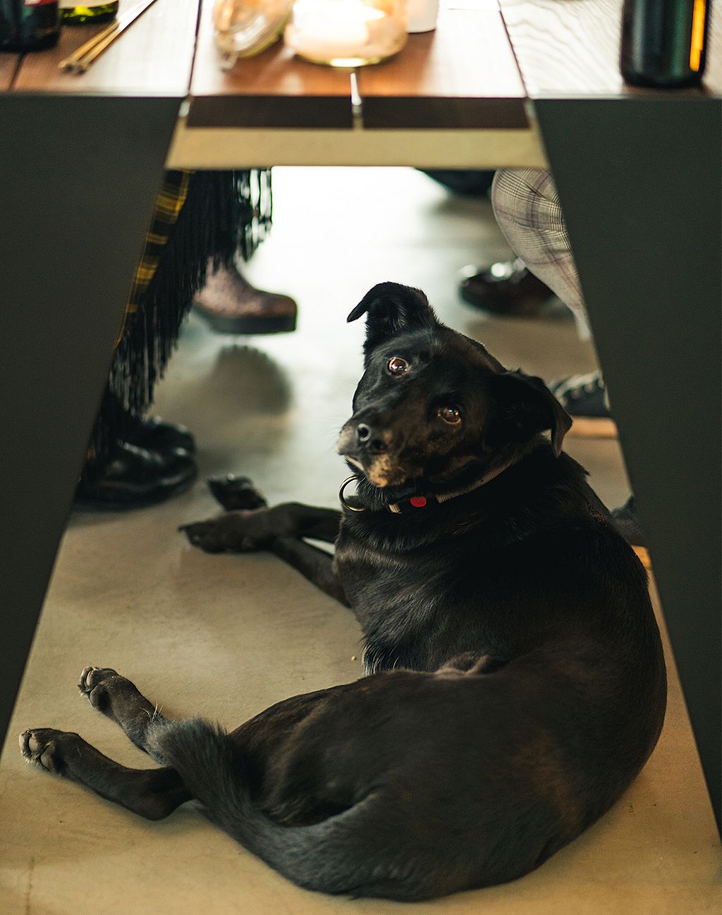 Schwarzer Hund liegt bequem unter dem Hopper-Tisch zwischen den abgewinkelten Bankstützen, während die Leute darüber speisen.
