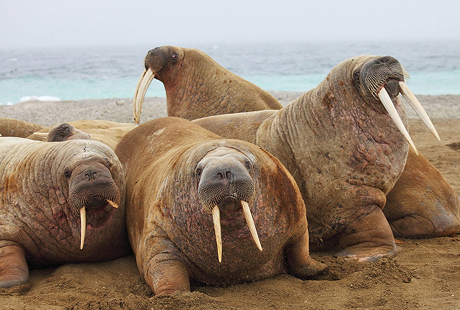 Groupe de morses se reposant près les uns des autres sur un rivage sablonneux, leurs longues défenses d’ivoire proéminentes sur fond de mer brumeuse.