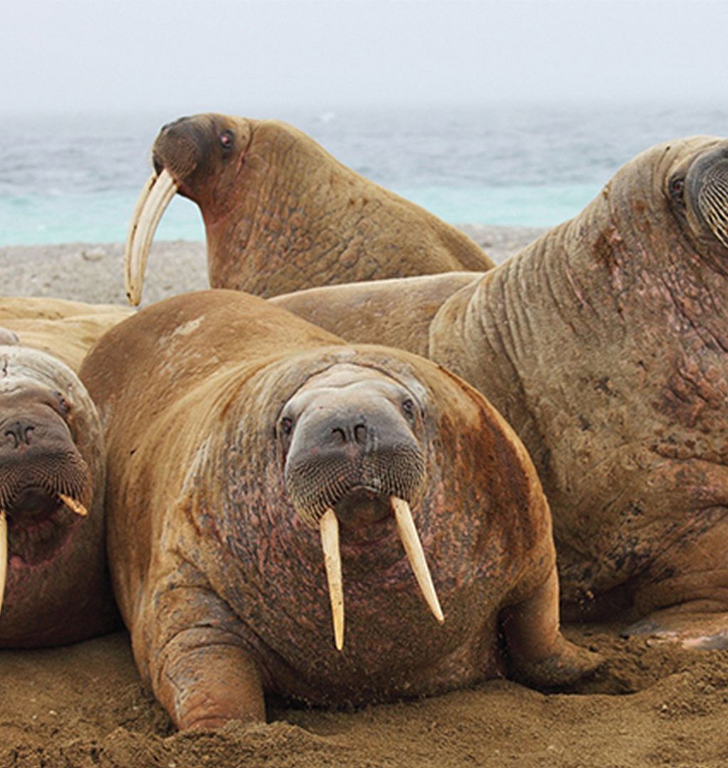 Groupe de morses se reposant près les uns des autres sur un rivage sablonneux, leurs longues défenses d’ivoire proéminentes sur fond de mer brumeuse.