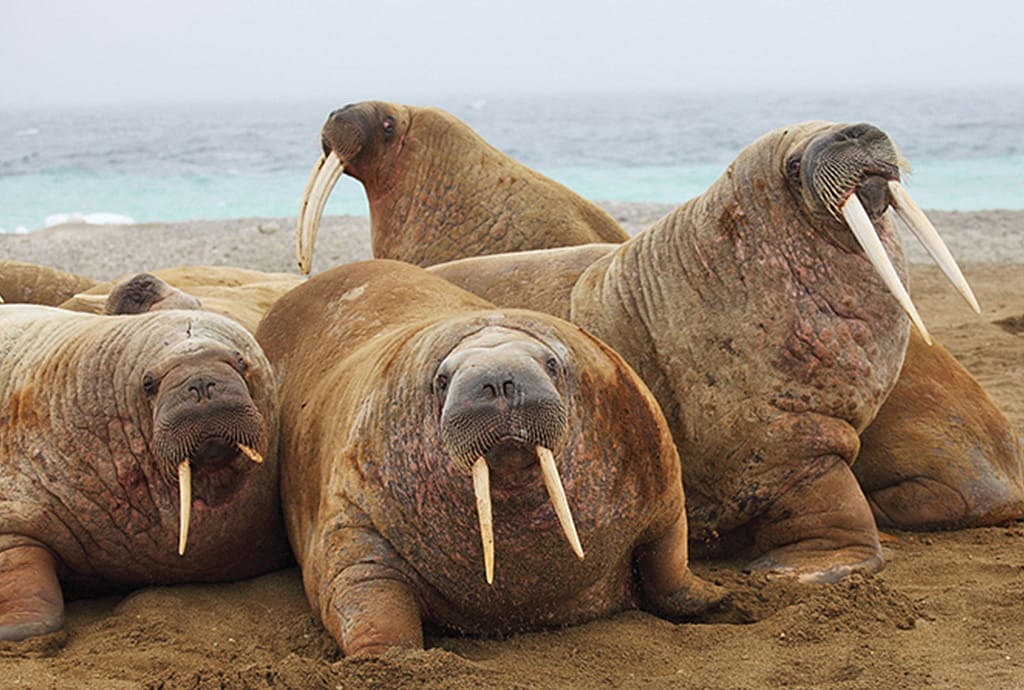 Groupe de morses se reposant près les uns des autres sur un rivage sablonneux, leurs longues défenses d’ivoire proéminentes sur fond de mer brumeuse.