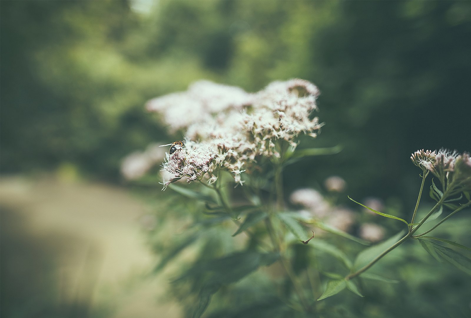 Laatste atmosferische beeld van het Paradise-concept in de natuur, wat de focus van het project op vertragen, duurzaamheid en eenvoudige genoegens onderstreept.