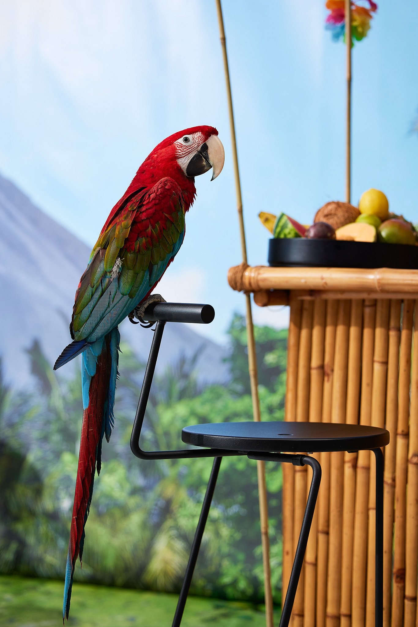 Un perroquet rouge et vert vif perché sur le dossier d’un tabouret Tiki noir à côté de la barre de bambou, soulignant le thème ludique du tiki lors de la séance photo.