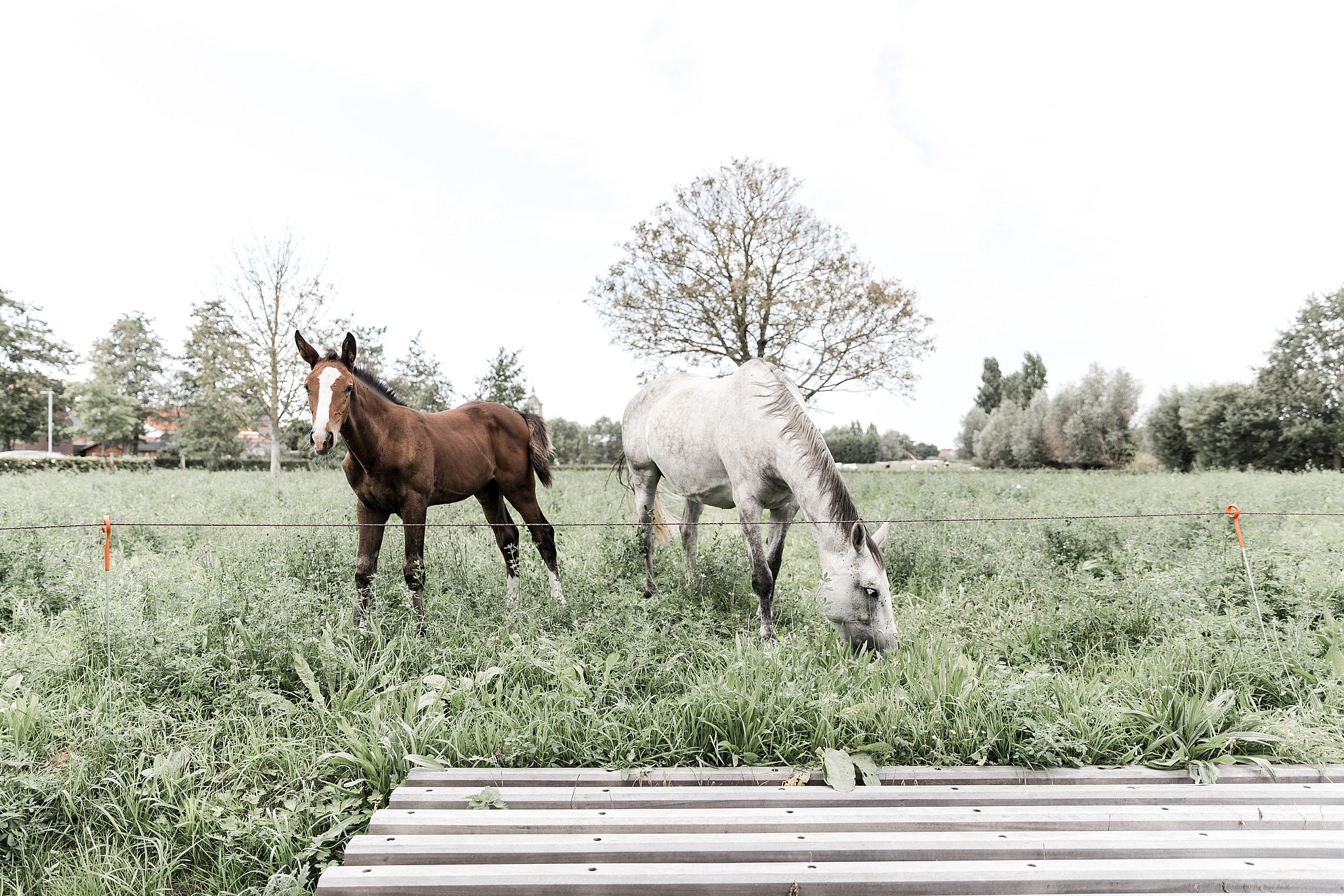 Twee paarden staan op een veld van het platteland van Proven.