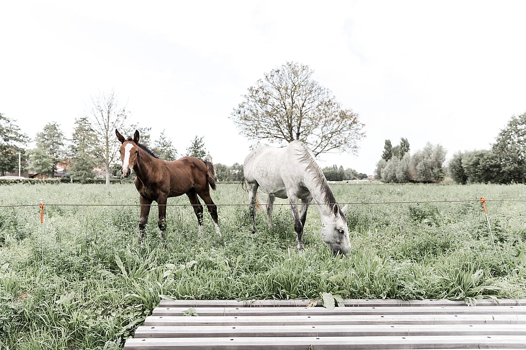 Twee paarden staan op een veld van het platteland van Proven.