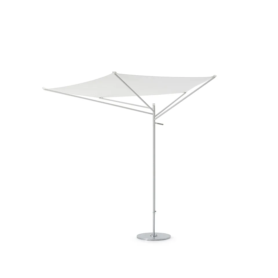 Acacia umbrella
