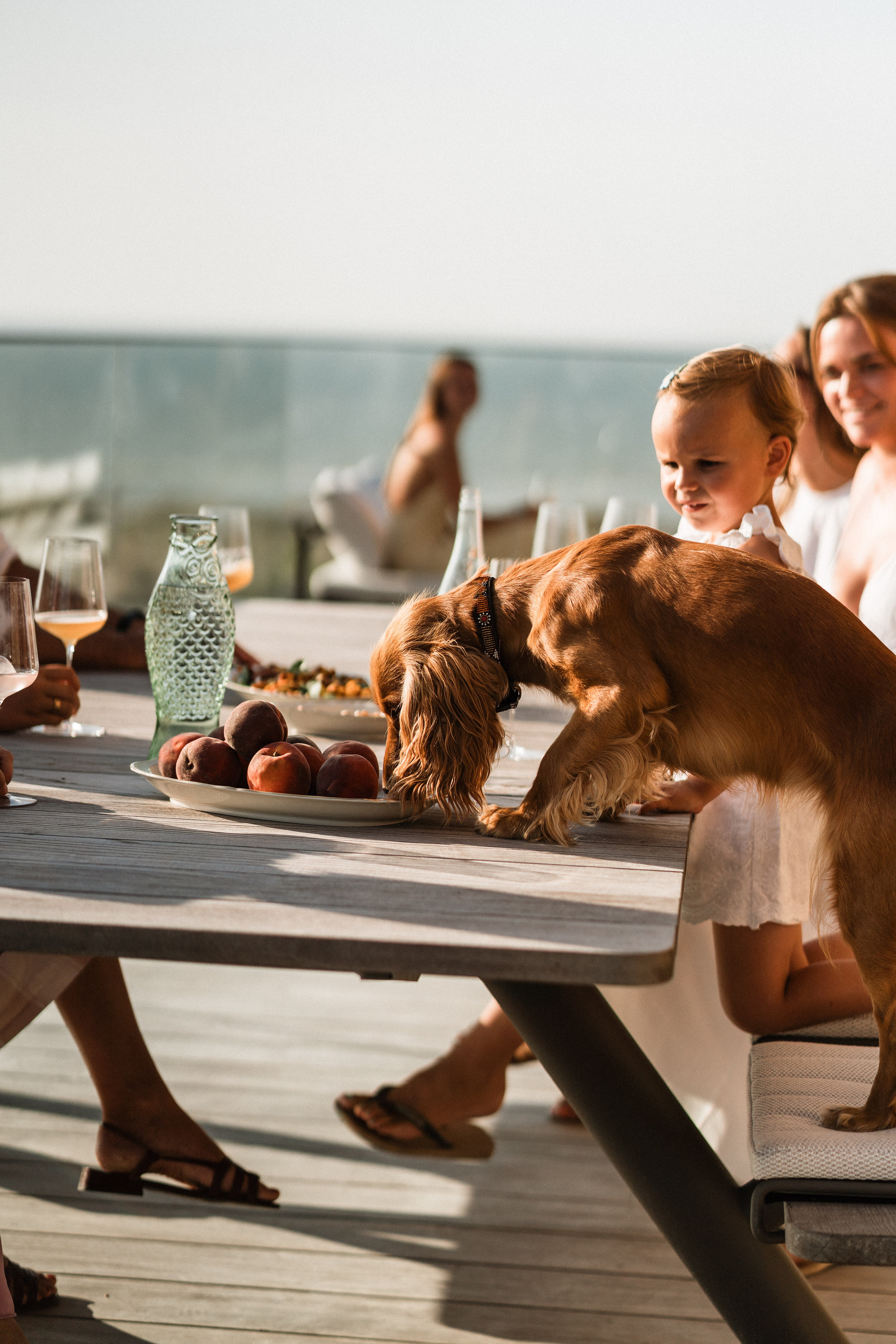 Dog standing at a Panigiri table during a family lunch on the terrace