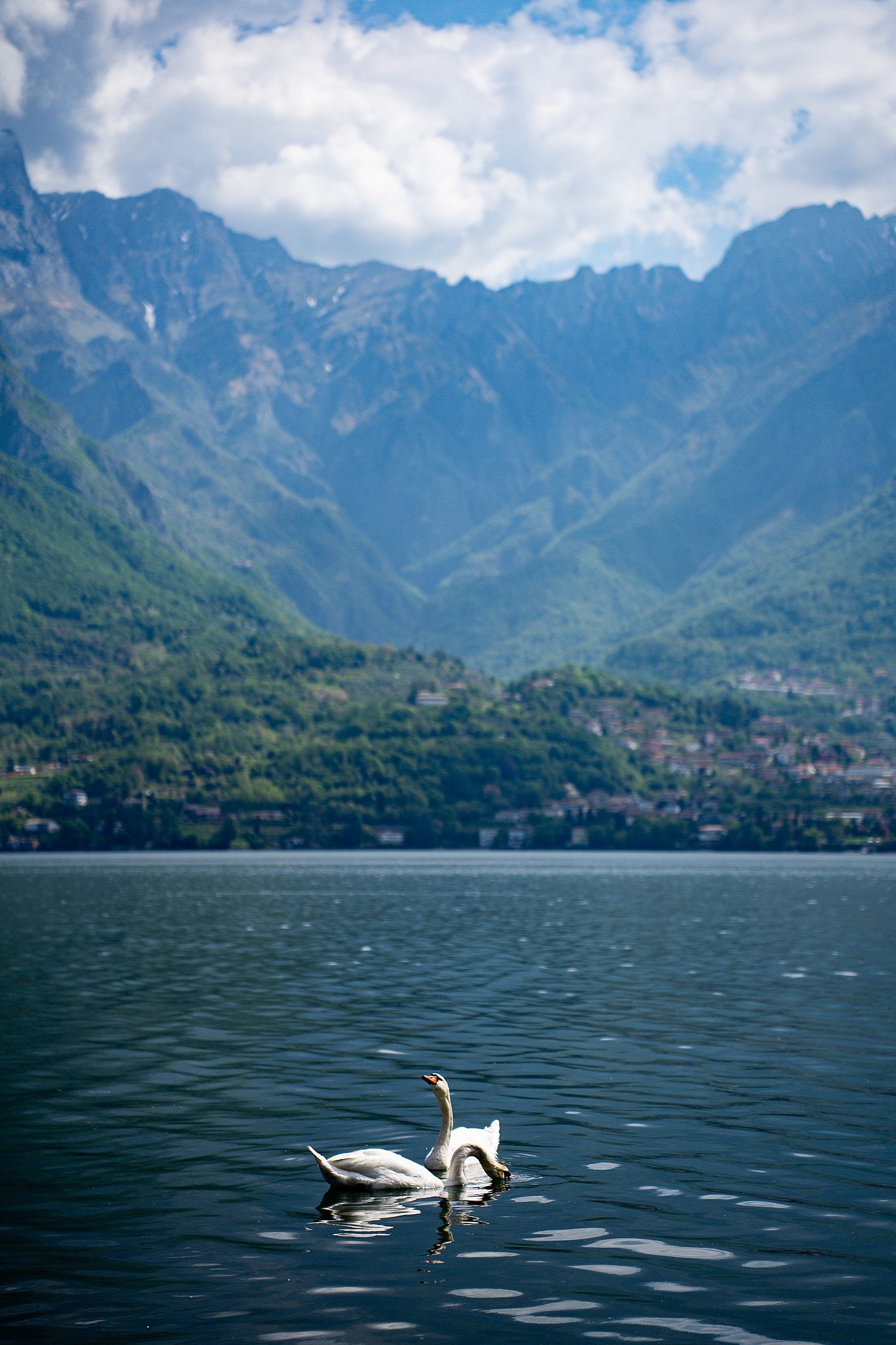 A swan on Lake Como with the mountains of Oliveto Lario behind