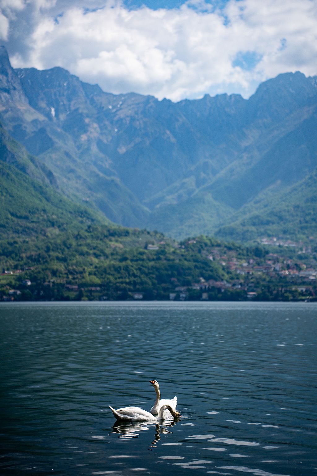 A swan on Lake Como with the mountains of Oliveto Lario behind