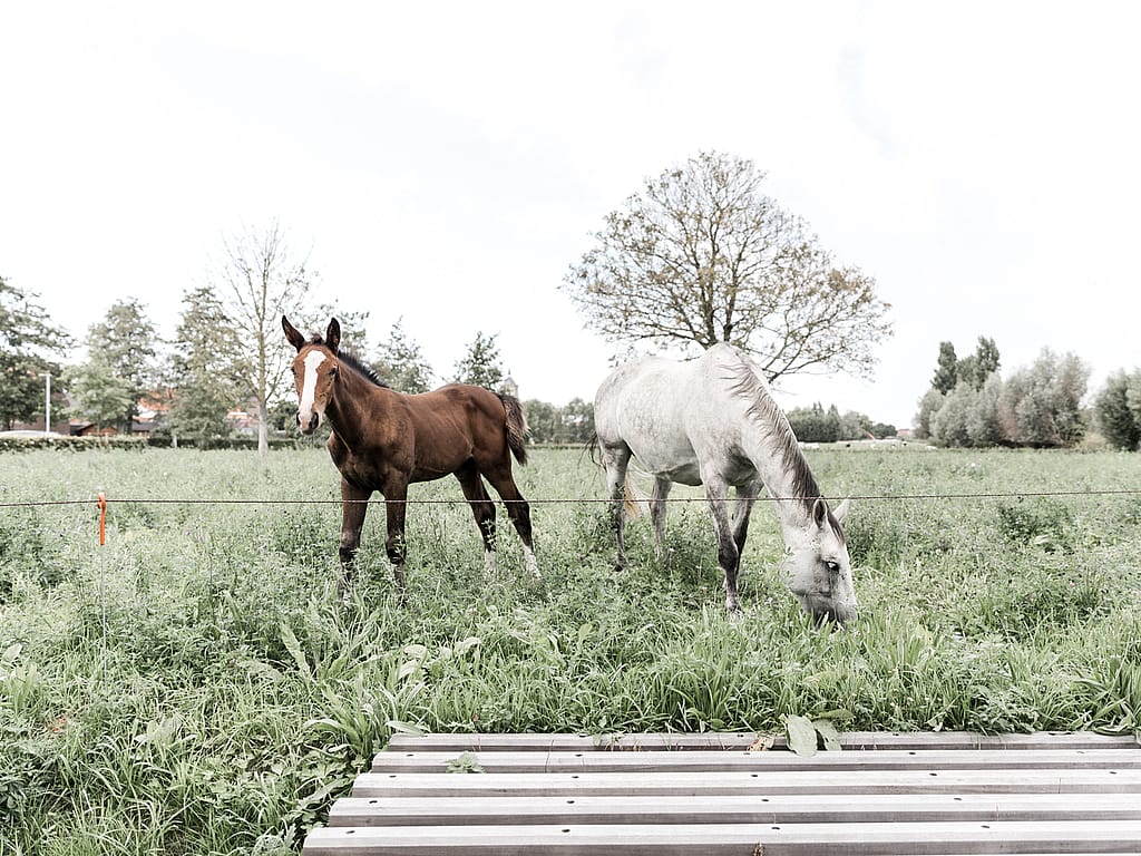 Professional Horses